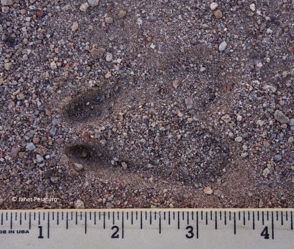 Pronghorn Tracks and Sign - Winterberry Wildlife