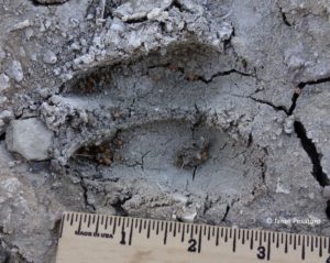 Pronghorn Tracks and Sign - Winterberry Wildlife