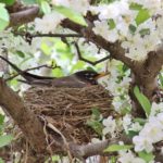 american robins nesting