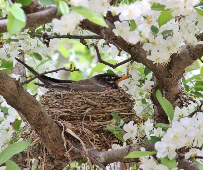 american robins nesting