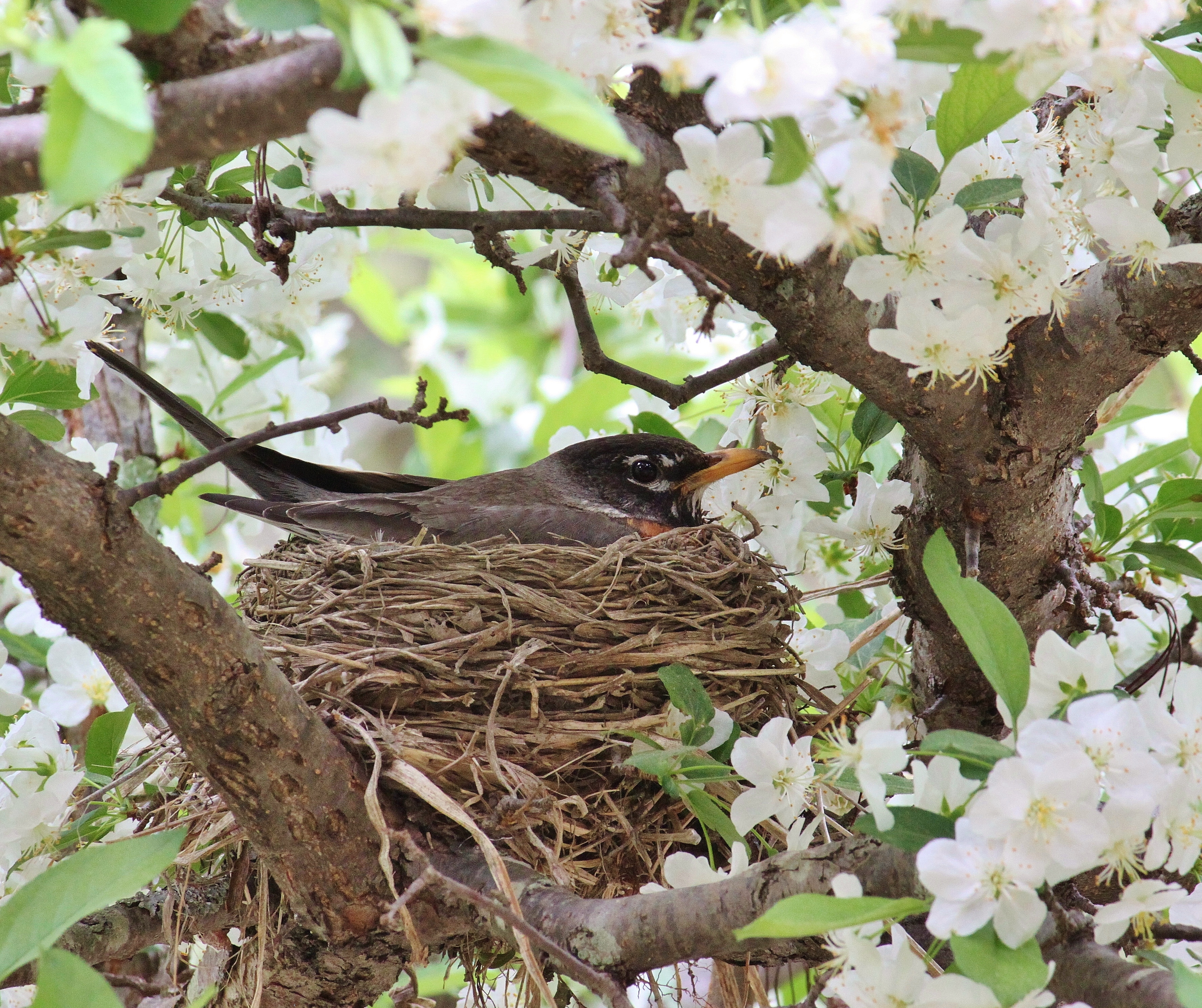 american robins nesting, mother sitting on nest