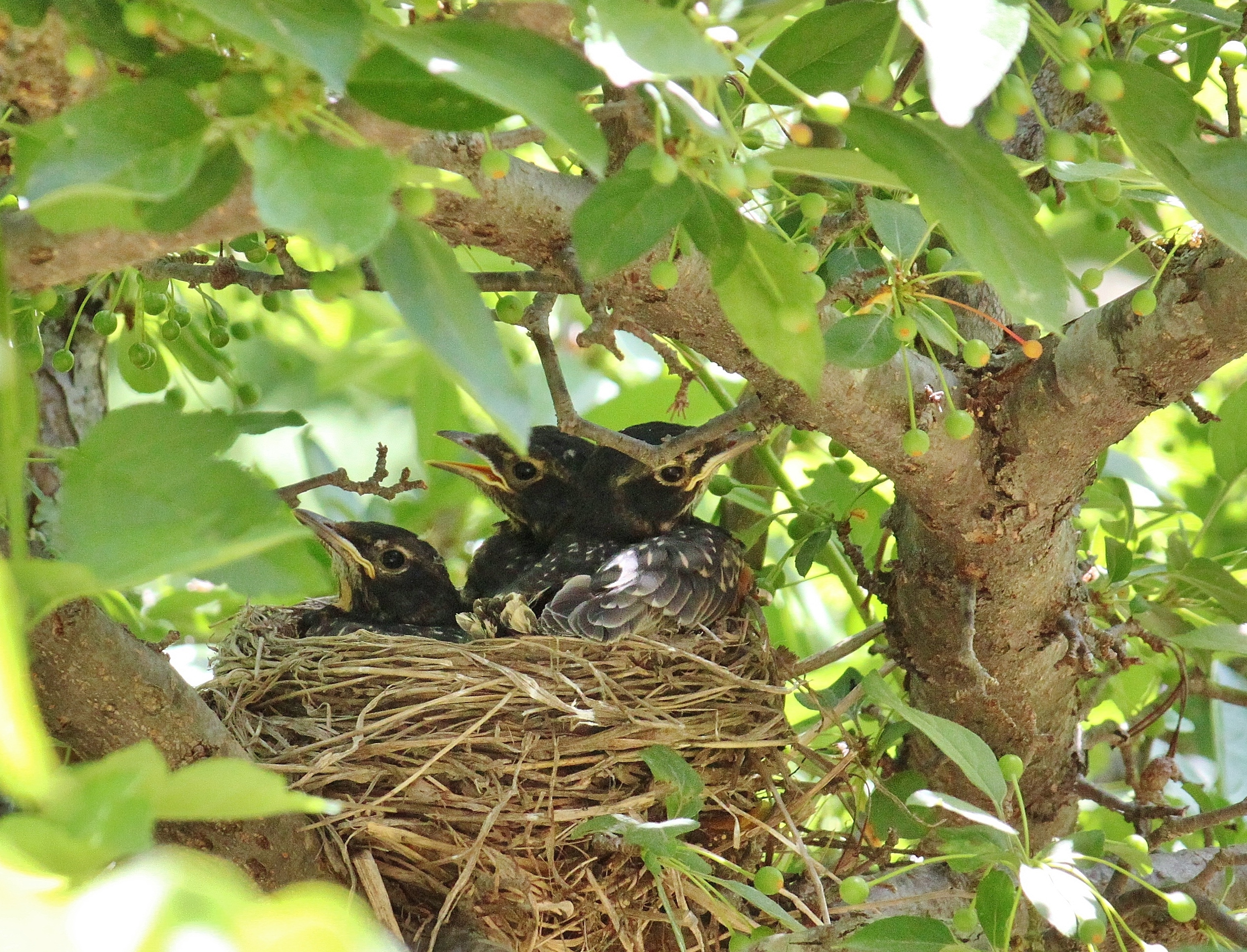 american robins nesting. Three nestlings almost ready to fledge.
