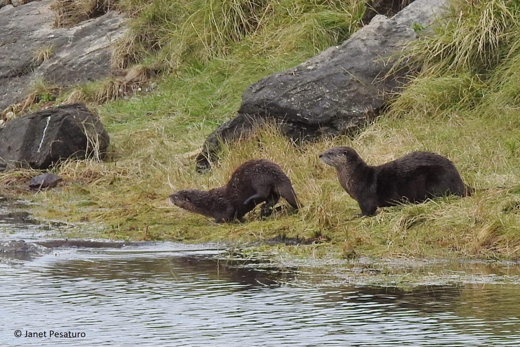 Wild river otters playing. These two are on the shore of a river in Yellowstone.