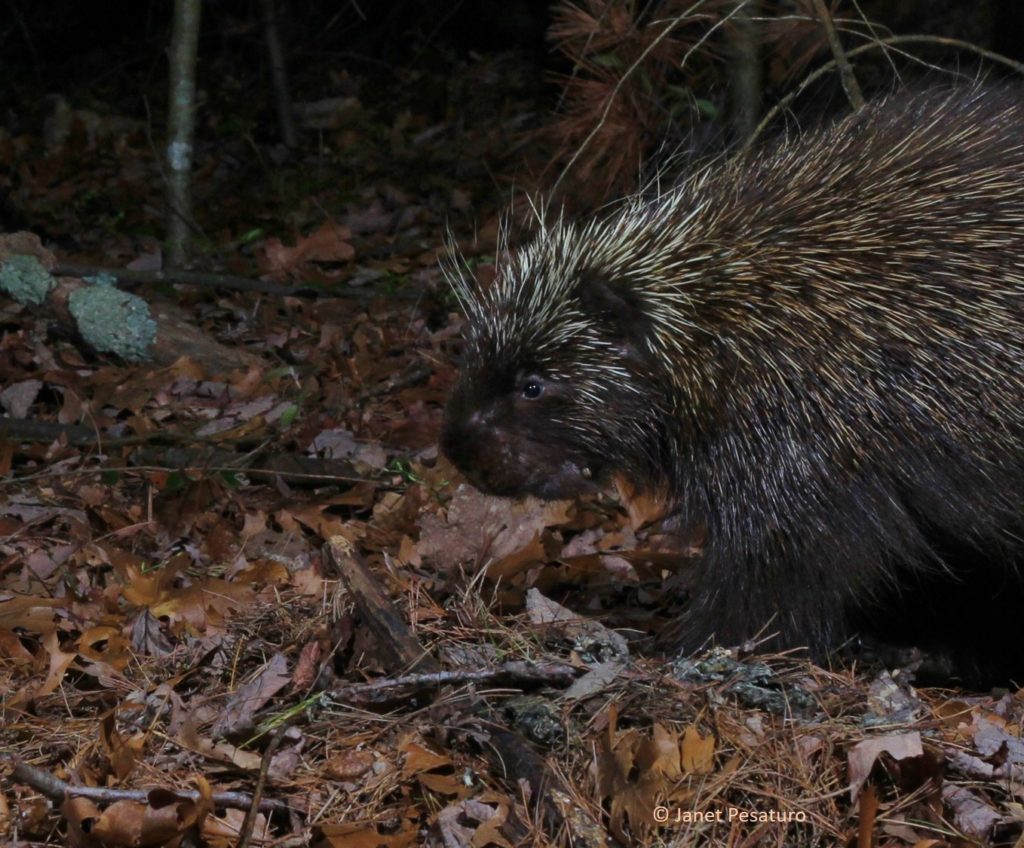 A North American porcupine captured by homemade camera trap (PIR triggered Canon 60D)