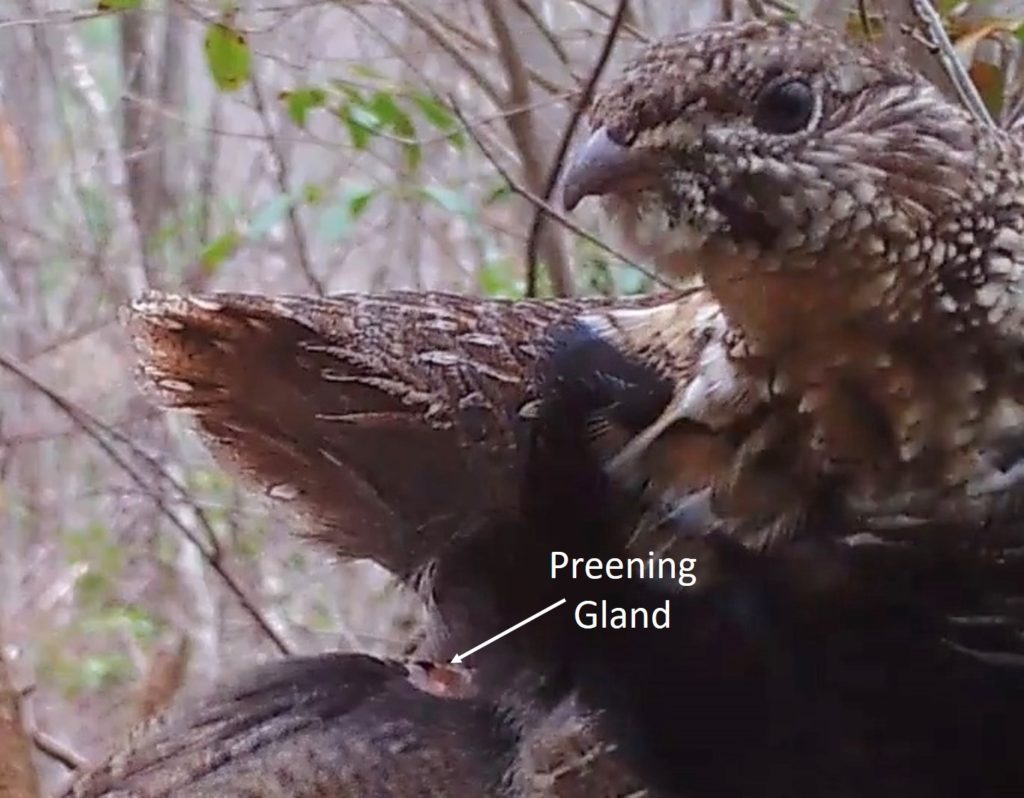 Close-up of a ruffed grouses preen gland