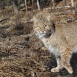 shows gray-buff bobcat coat coloration in winter