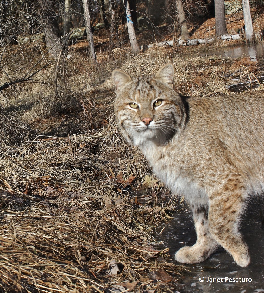 Bobcat coat coloration and markings in winter - note the buffy gray color.