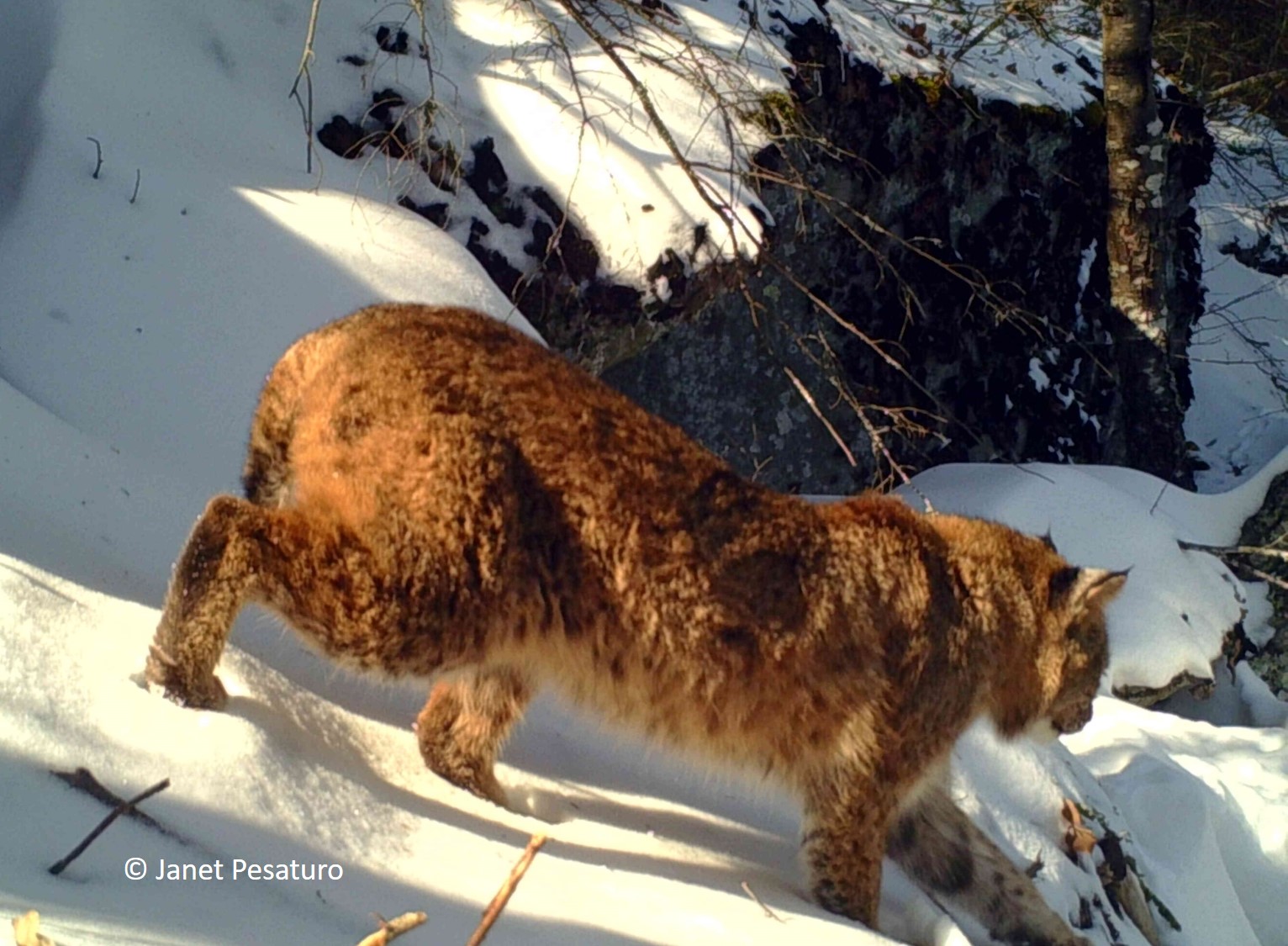bobcat coat coloration in winter - lighting makes it look red