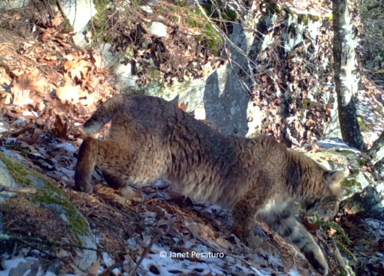 Bobcat Coat Color and Camouflage - Winterberry Wildlife