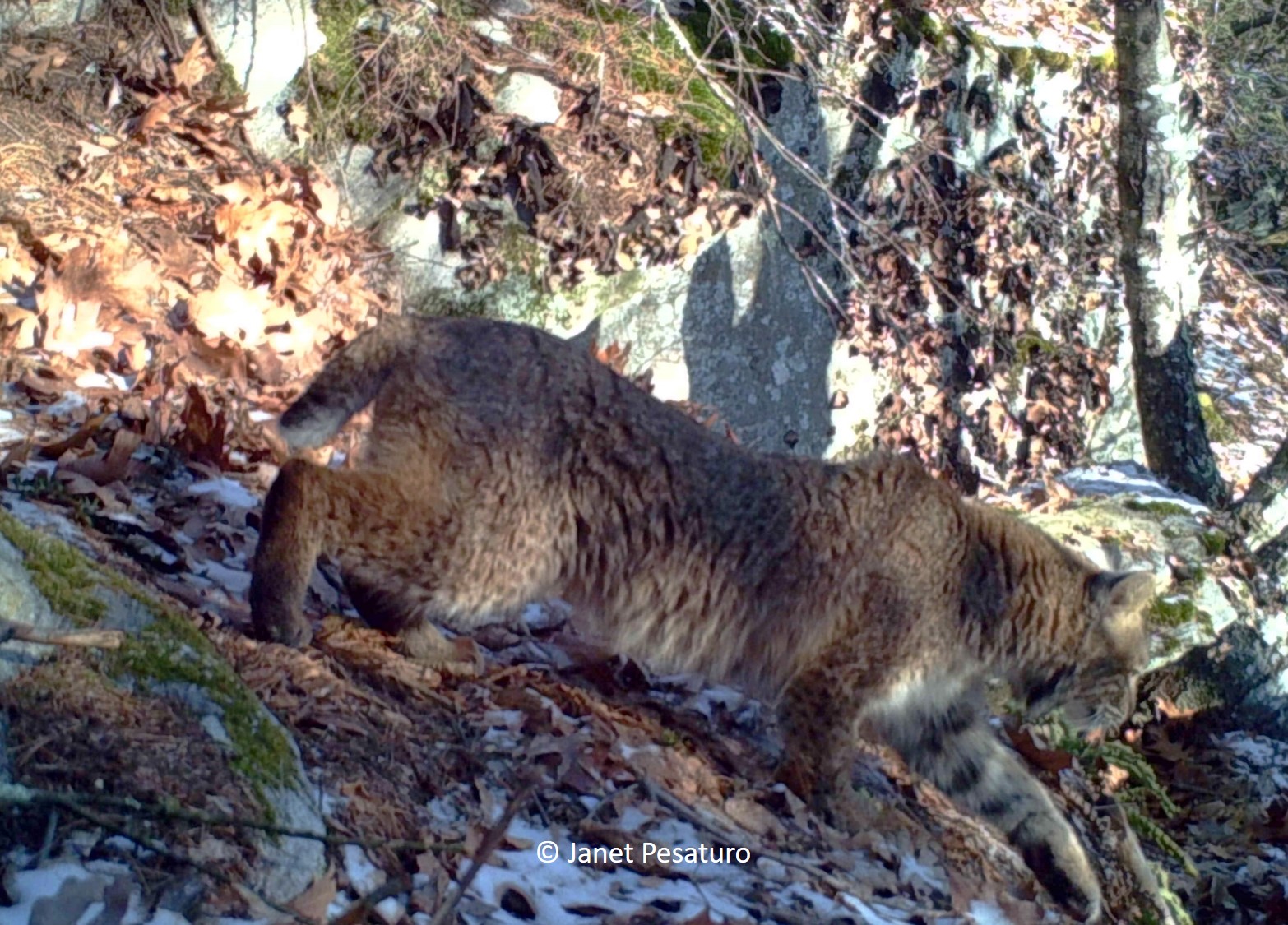 bobcat coat coloration in this case looks grayer in the morning light