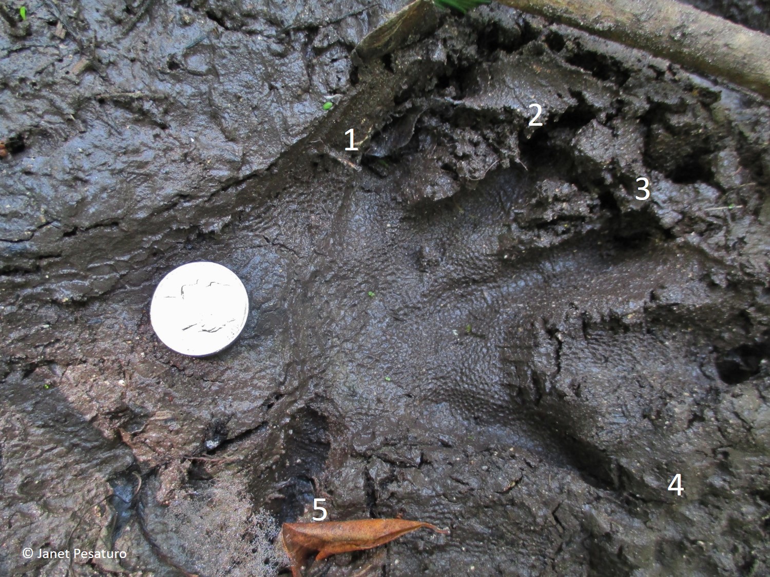 Alligator tracks and sign: A right front track of an alligator