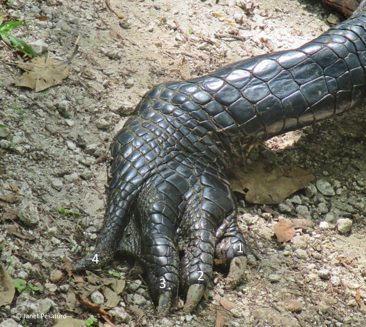 An alligator's right hind foot, with toes numbered.