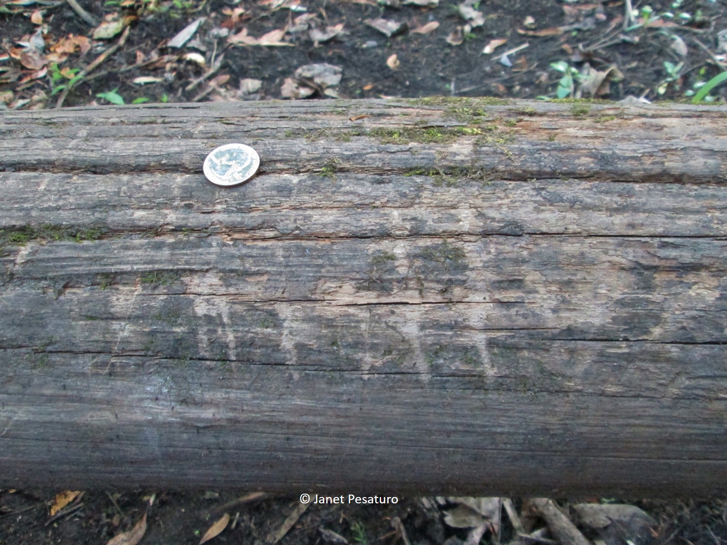 alligator claw marks on a log that crosses a run