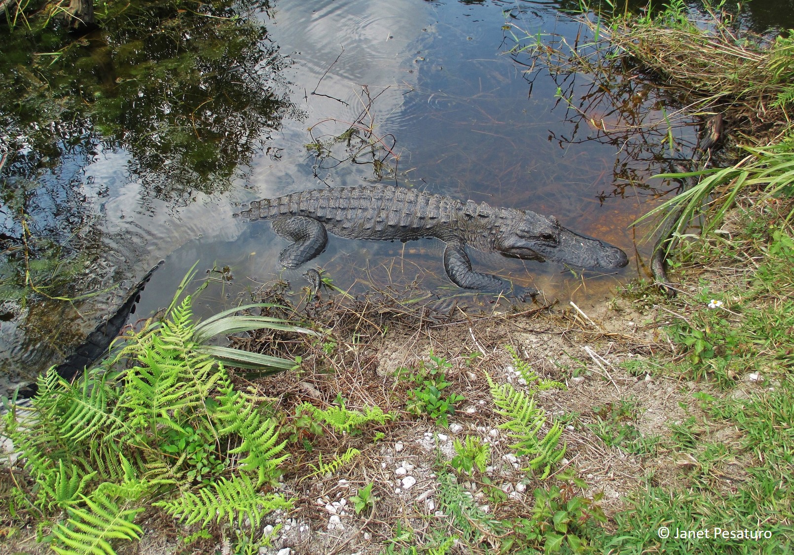 An alligator hauling out of the water. Old, white crumbly alligator scat litters the shore, indicating an alligator basks there.