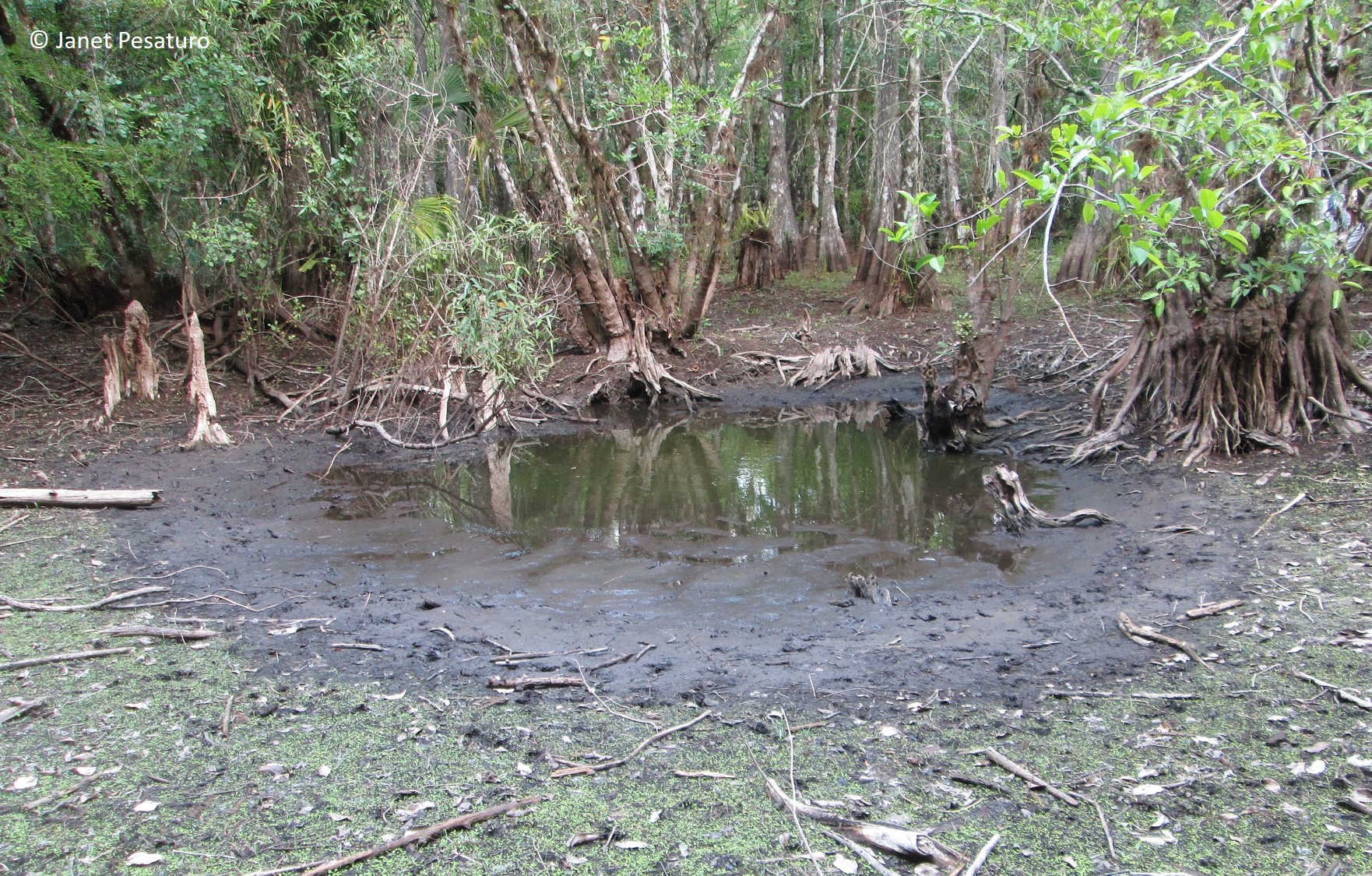 a "gator hole", a water hole maintained by an alligator