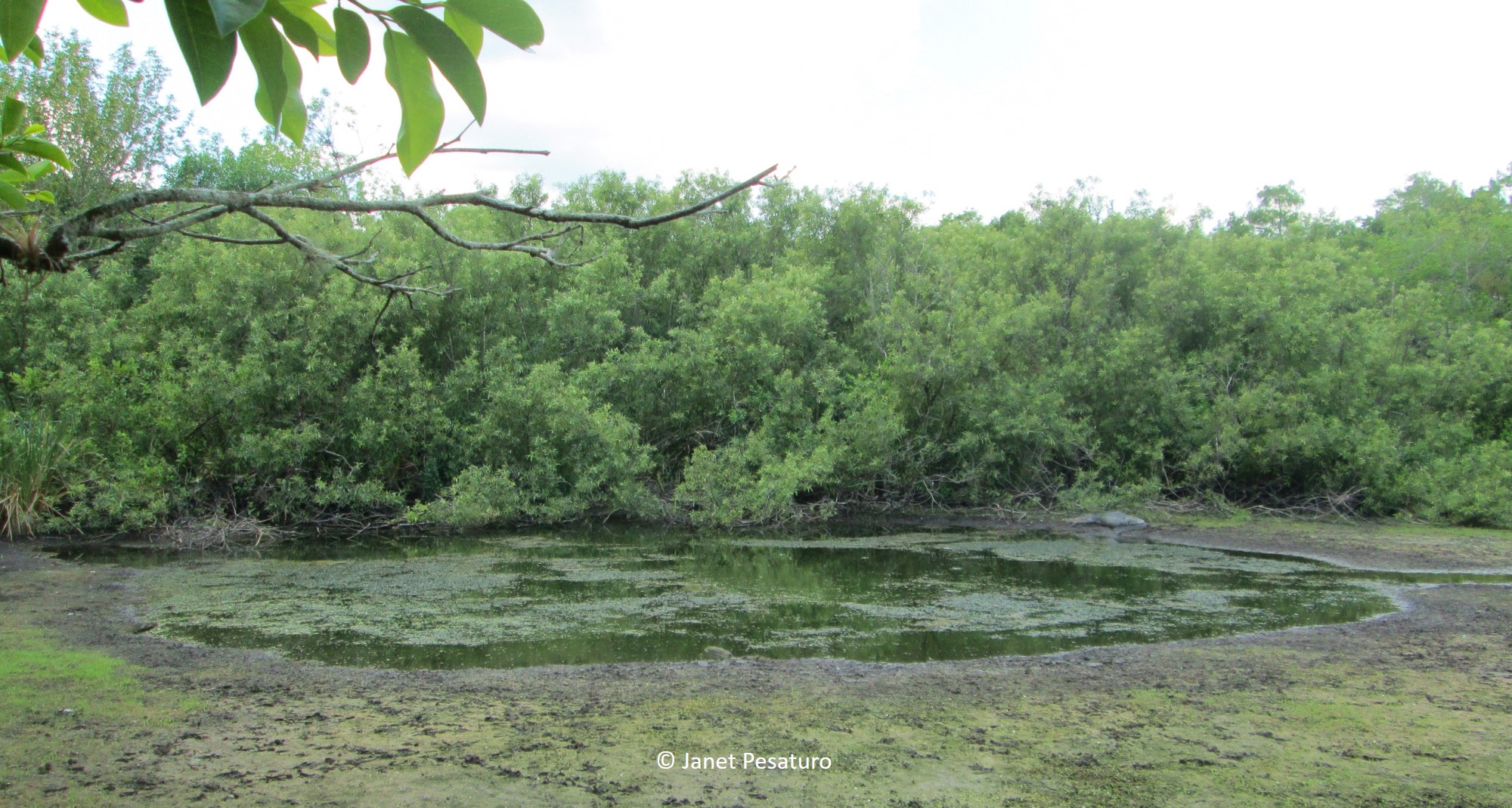 A large gator hole with a mound of sticks at the far left, which could be an alligator nest
