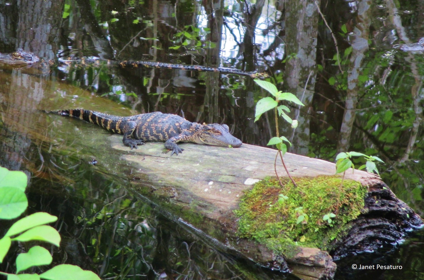 baby alligator basking in a log