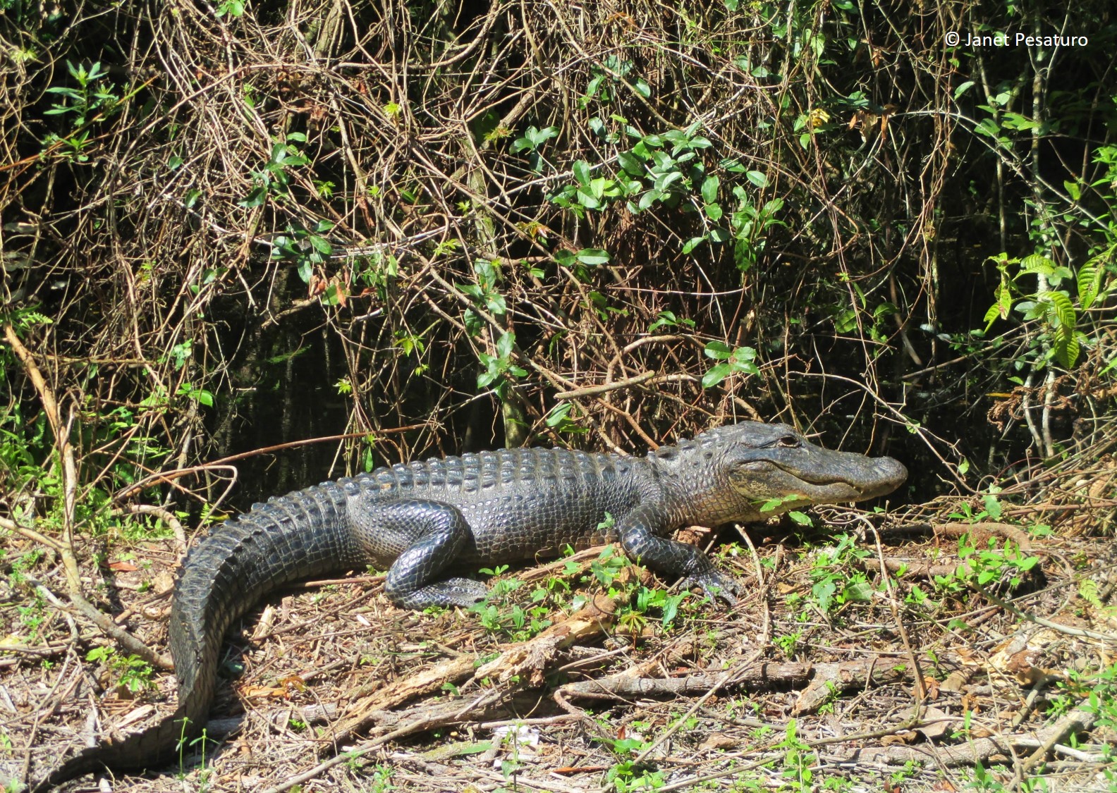 a larger alligator basking