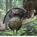 ruffed grouse strutting on his drumming log