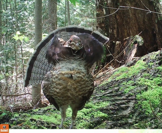 ruffed grouse strutting on his drumming log