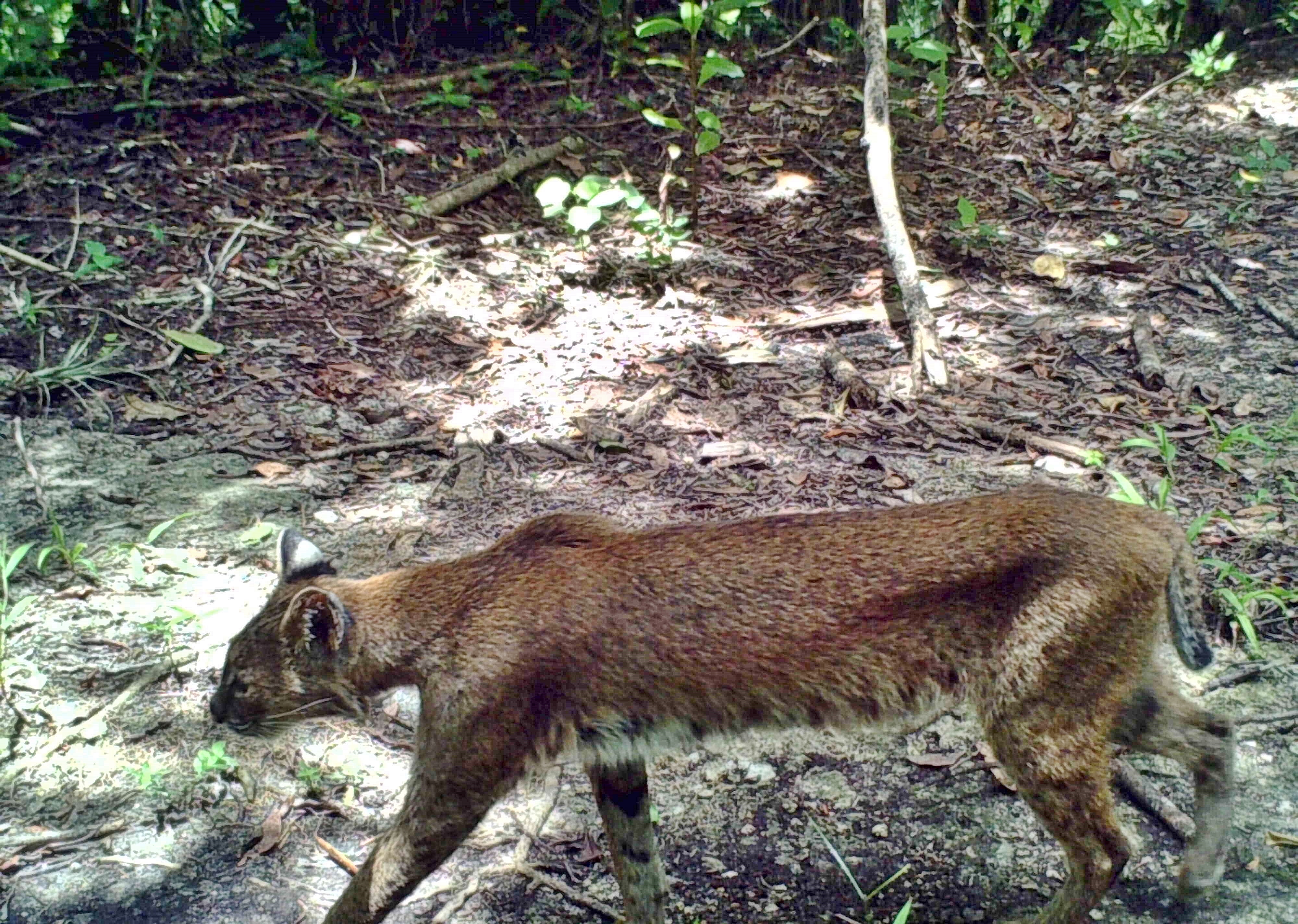 Florida bobcat coat coloration and markings in summer - note the reddish-brown tones