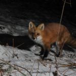 red fox is featured in this trail camera video montage, along with many other species