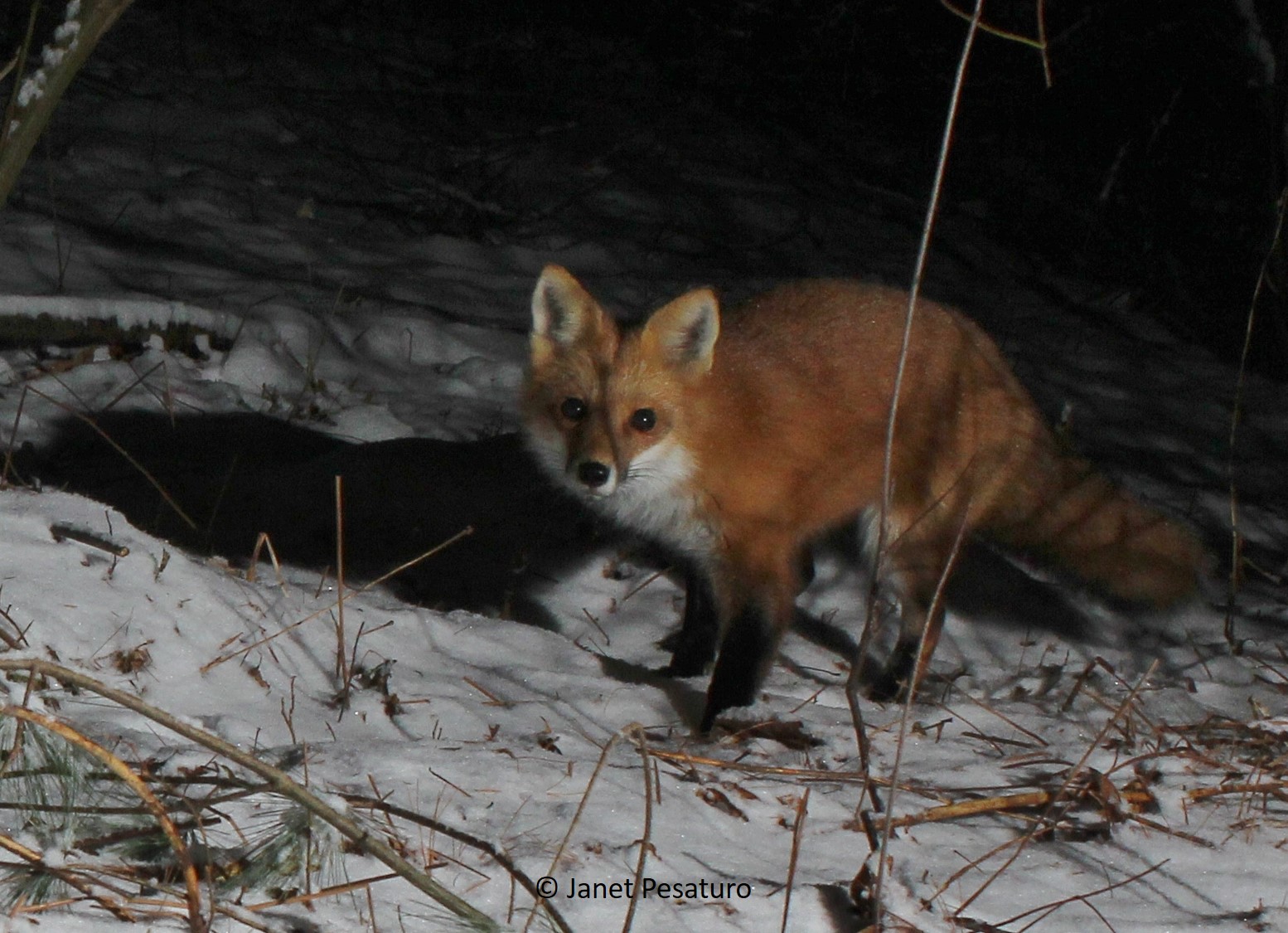 red fox, one of many species featured in this trail camera video montage.