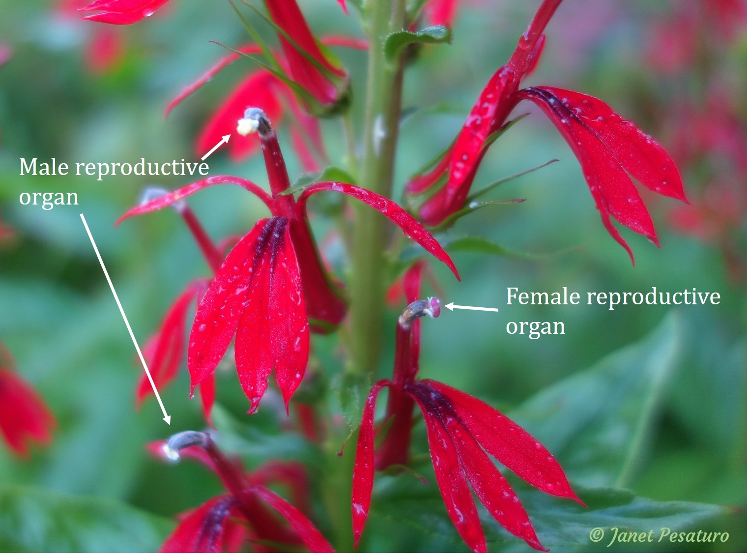 Close-up of cardinal flower showing male and female reproductive organs