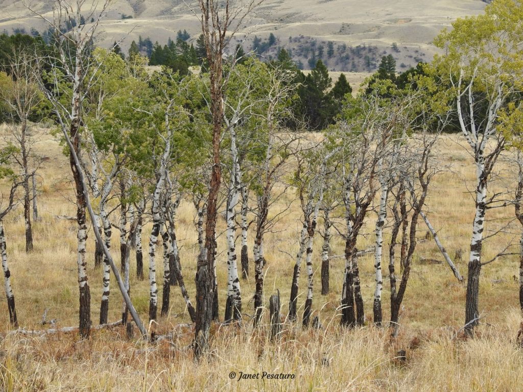 Elk Tracks and Sign – Winterberry Wildlife