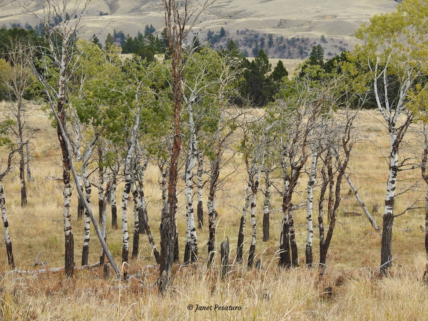 A grove of aspens bearing sign of heavy feeding by elk on the bark.