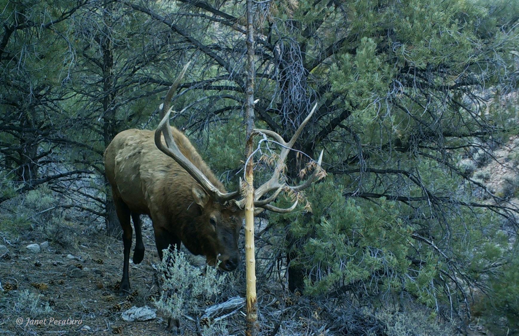 A bull elk approaching a conifer sapling that he uses as an antler rub.