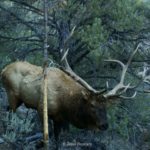 Bull elk near a conifer sapling he uses as an antler rub