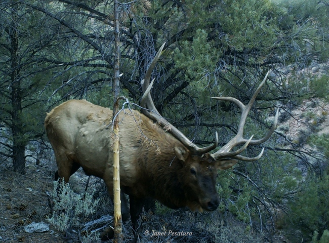 Bull elk near a conifer sapling he uses as an antler rub