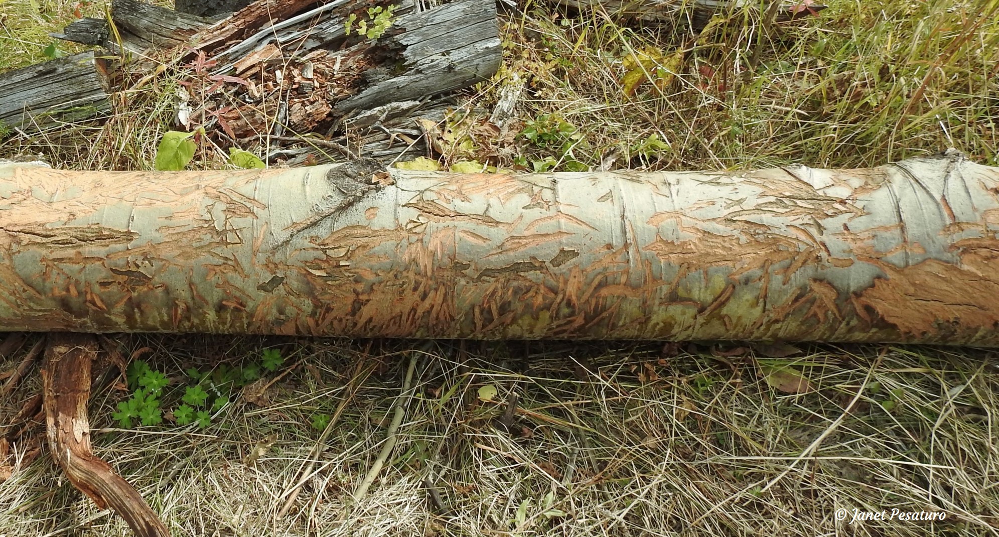 An aspen log with fresh sign of ungulates feeding on the bark.