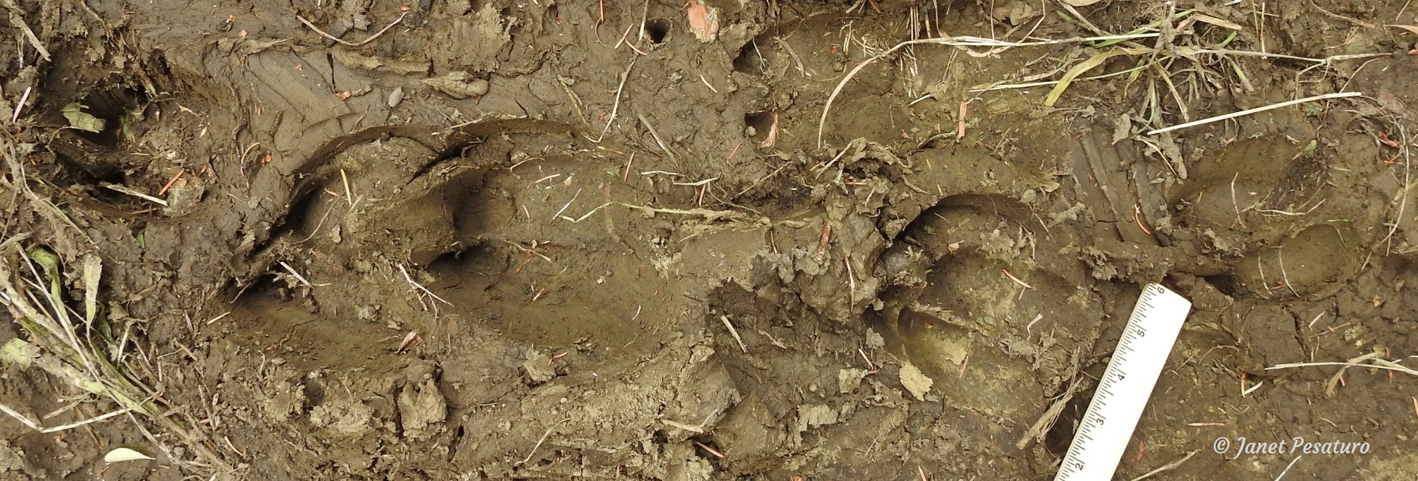 Elk tracks and sign: Foot prints on a run used by multiple animals.