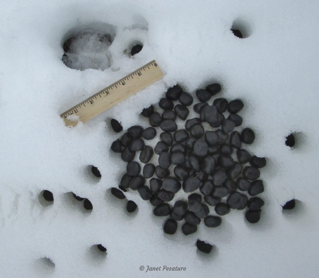 Elk tracks and sign: Discrete pellets excreted by an elk during winter when the diet is composed mainly of dry vegetation.