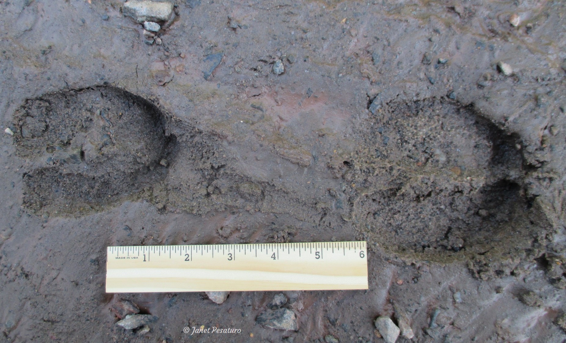 Elk tracks and sign: Front and hind elk tracks. The larger, rounder front track is on the right.