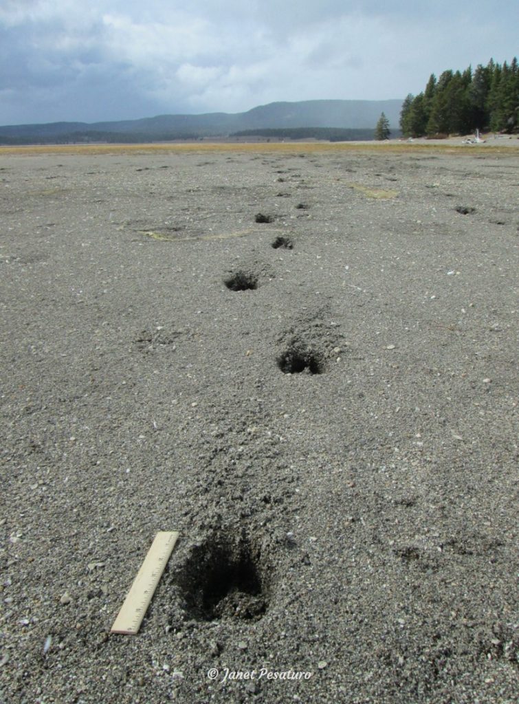 Elk tracks and sign: An elk's alternating walking pattern.