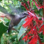 hummingbird pollinating cardinal flower