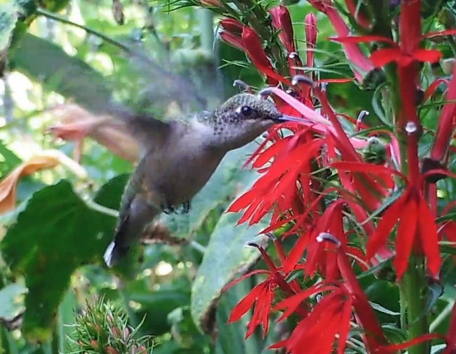 hummingbird pollinating cardinal flower