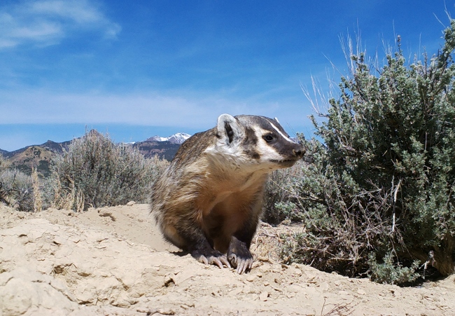 american badger at a badger burrow in the great basin desert