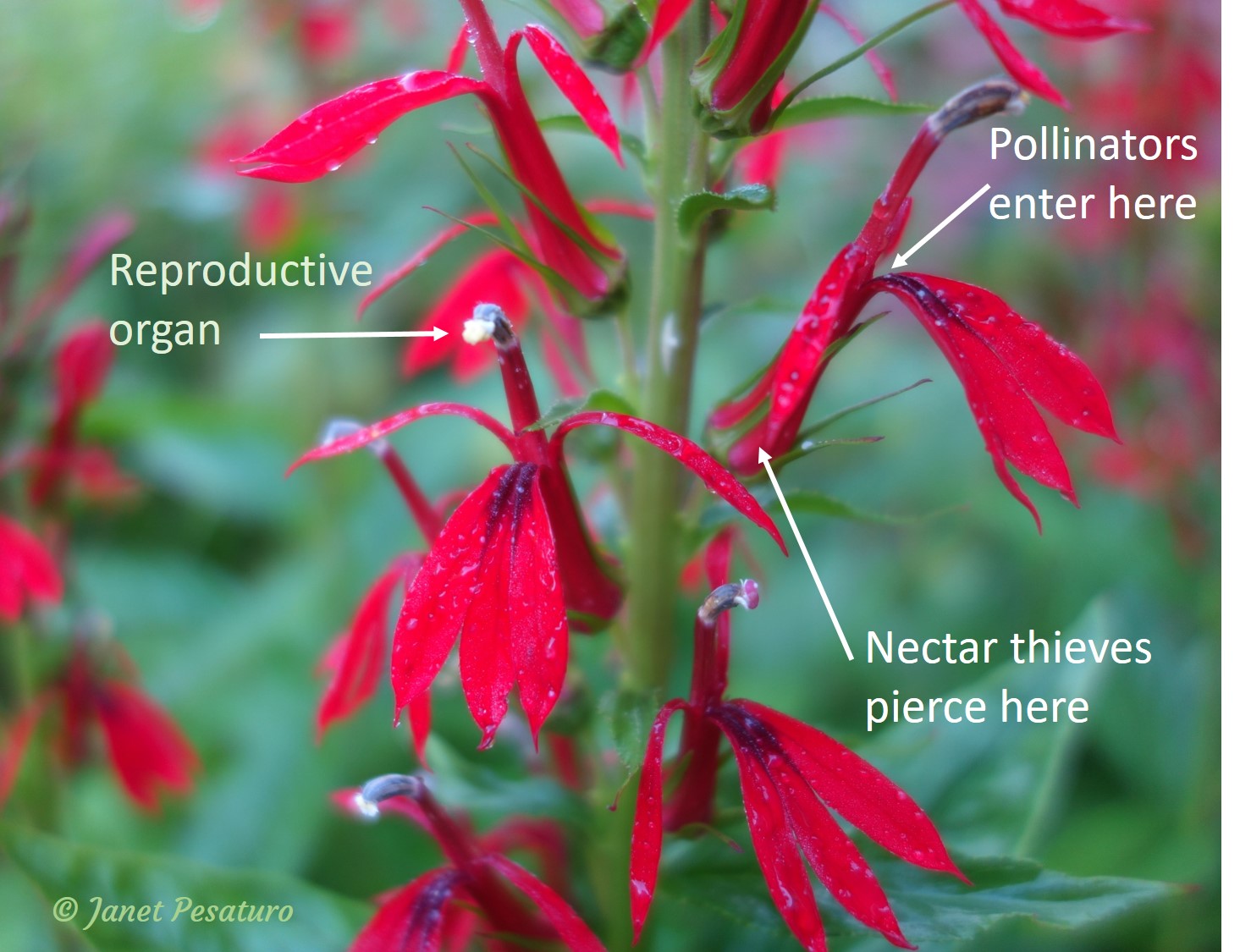 Cardinal flower anatomy, showing where hummingbird nectar thieves and where pollinators enter the flowers to obtain nectar.