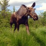 young bull moose in Maine