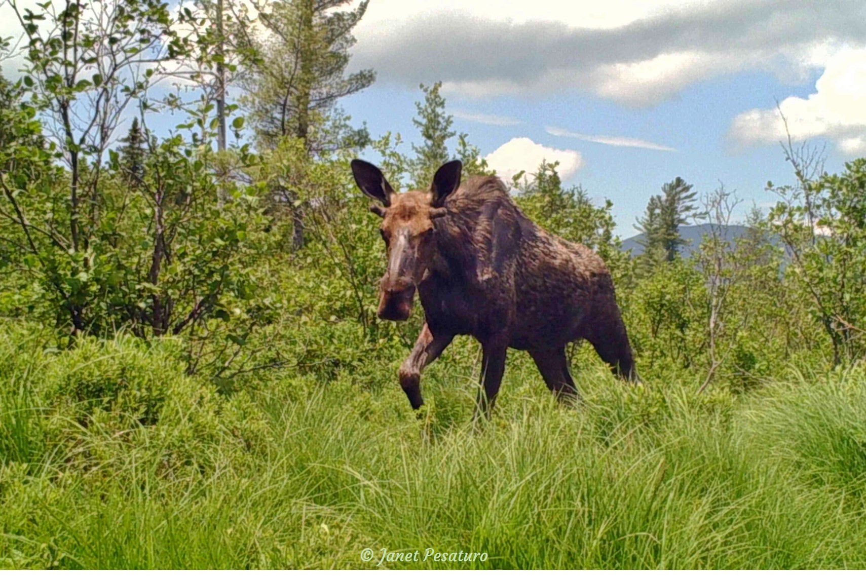 Young bull moose in Maine