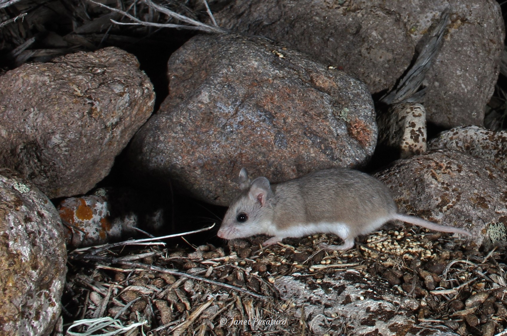 Grasshopper mouse. It's howling and predatory nature have earned it the nickname wolf mouse.