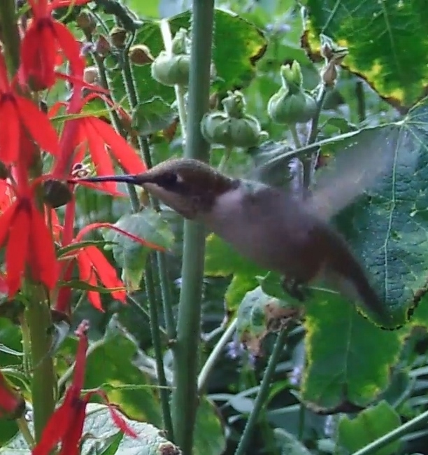 hummingbird nectar thief