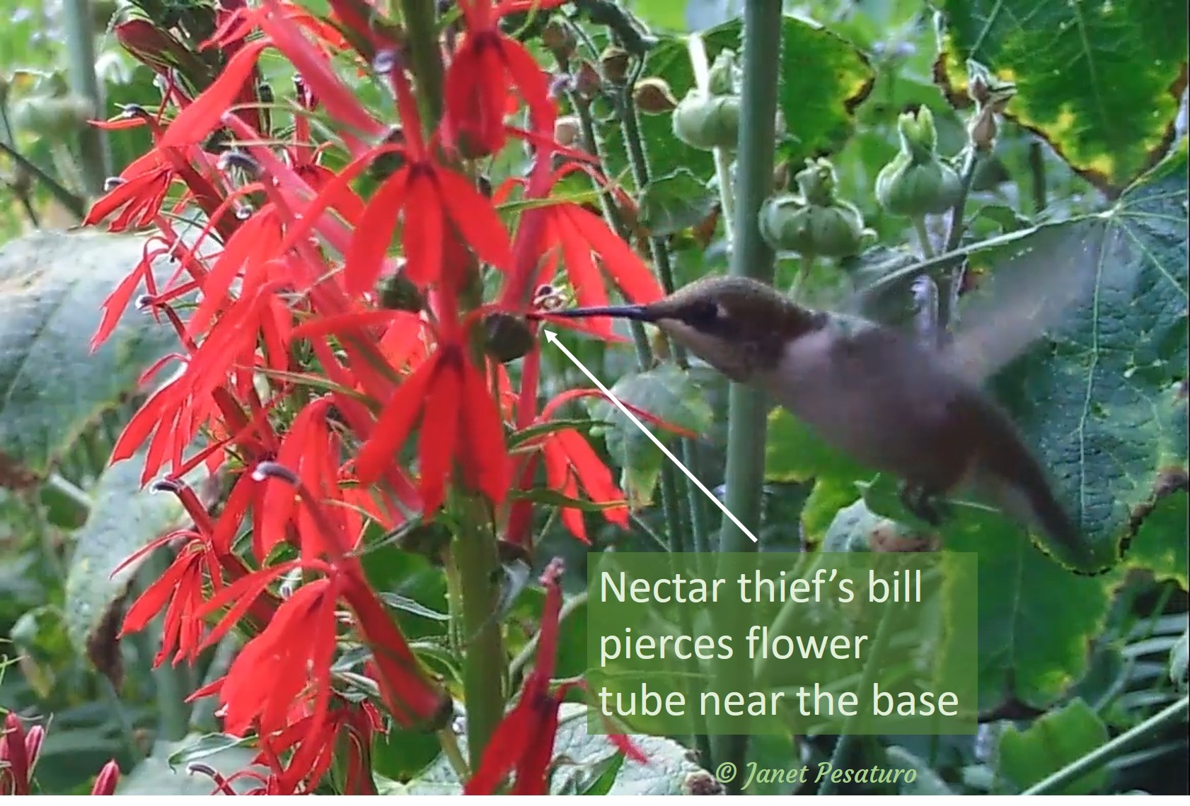 A rub-throated hummingbird thief at cardinal flower. The bird pierces the base of the flower tube with its bill.
