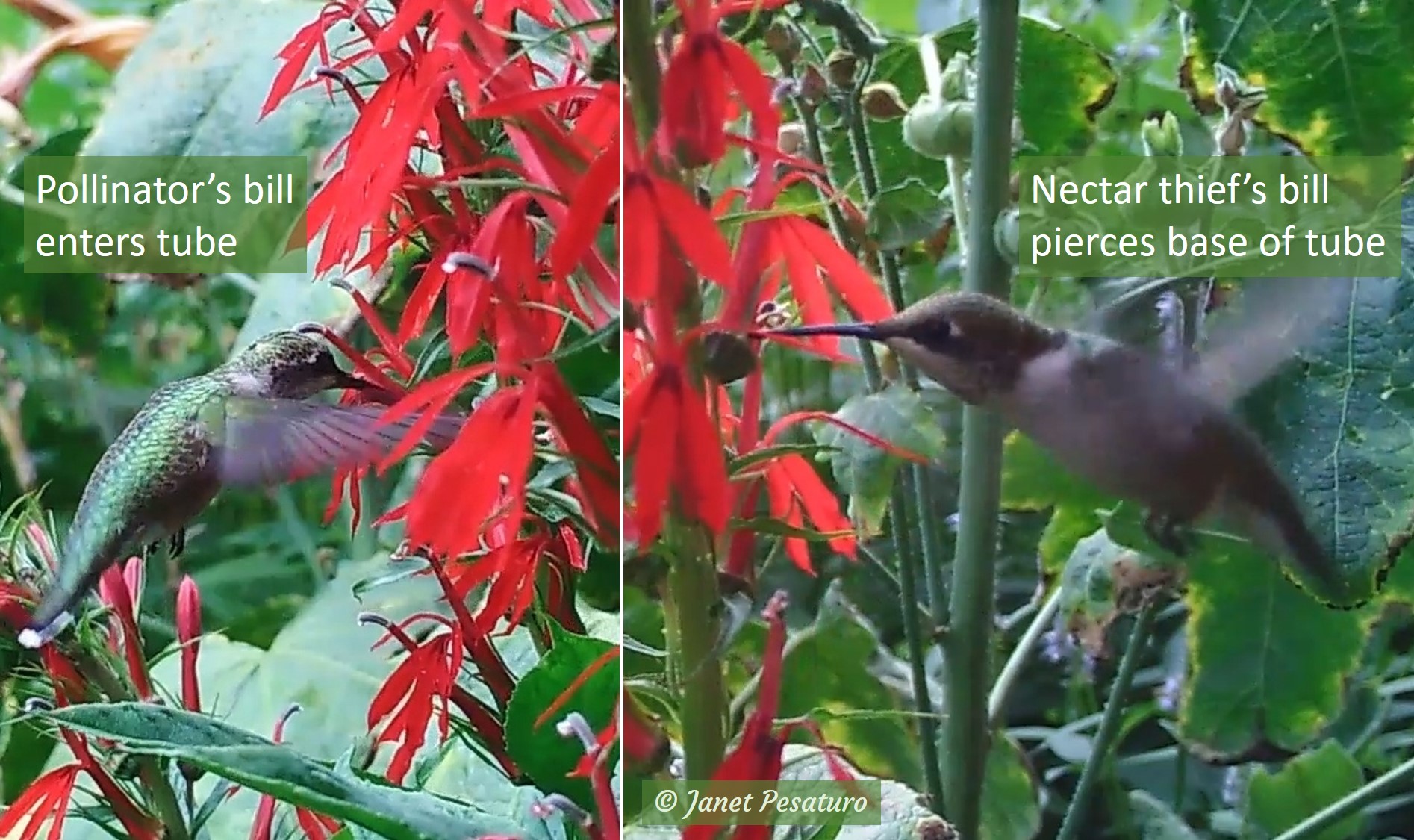 A hummingbird pollinator and a hummingbird nectar thief at cardinal flower.