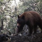 bear crossing log in arizona mountains
