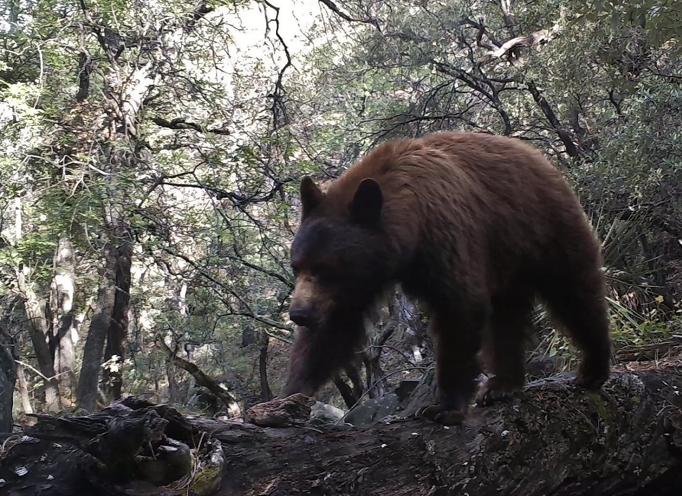 A bear using a log bridge in a remote part of the mountains of southeastern Arizona